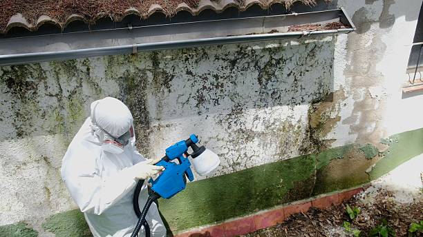 Mold Removal service in Winter Park